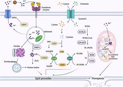 Ferroptosis in head and neck squamous cell carcinoma: from pathogenesis to treatment